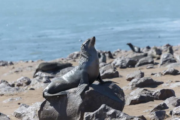 Brown Fur Seal or Cape Fur Seal, Dorob National Park, Cape Cross, Namibia, Africa