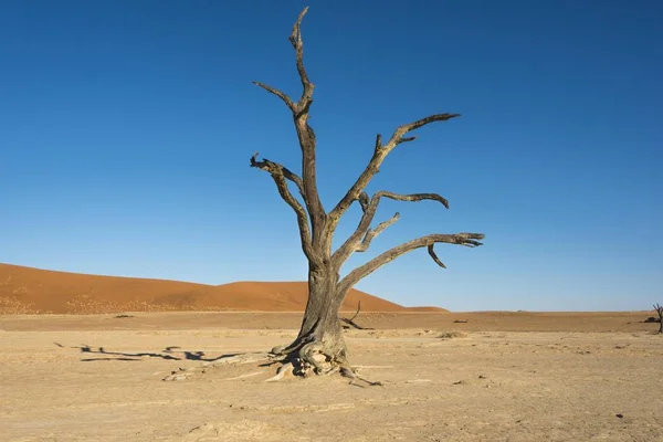 Dead Tree Salt Clay Pan Dead Pan Sossusvlei Namib Naukluft — Stock Photo, Image