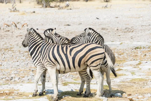 Alföldi Zebra Vadon Élő Állatok Etosha Nemzeti Parkban Namíbia Afrika — Stock Fotó