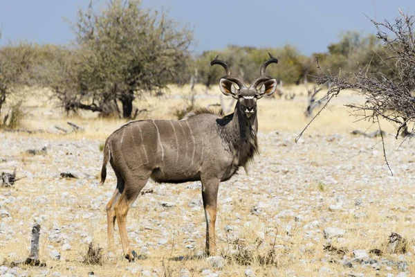 Większa Kudu Dzikiego Życia Park Narodowy Etosha Namibia Afryka — Zdjęcie stockowe