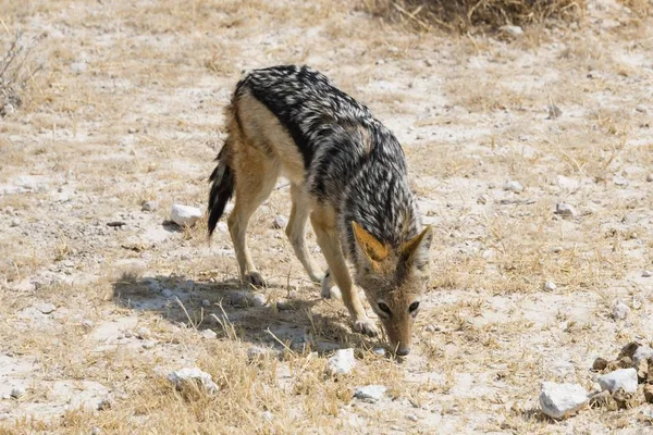 Chacal Dos Noir Vie Sauvage Parc National Etosha Namibie Afrique — Photo