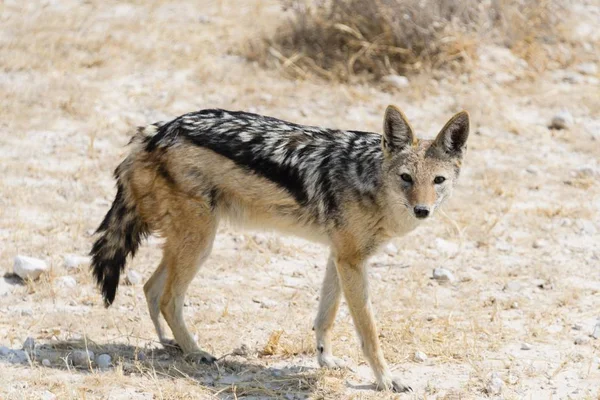 Chacal Respaldado Por Negros Vida Silvestre Parque Nacional Etosha Namibia — Foto de Stock