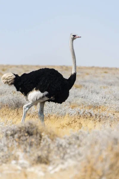 Afrikanischer Strauß Freier Wildbahn Etoscha Nationalpark Namibia Afrika — Stockfoto