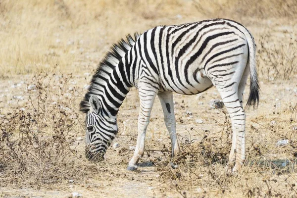 Giovane Burchells Zebra Natura Parco Nazionale Etosha Namibia Africa — Foto Stock