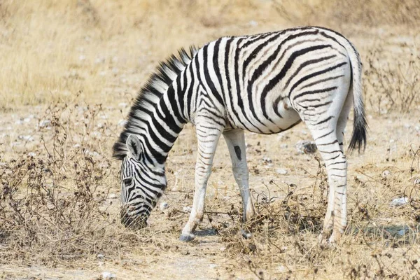 Jóvenes Burchells Cebra Vida Silvestre Parque Nacional Etosha Namibia África — Foto de Stock