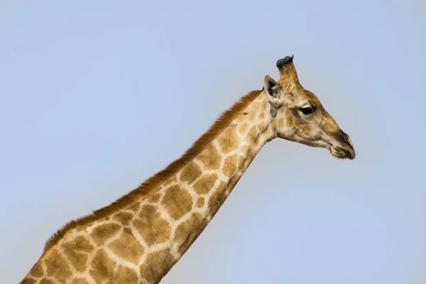 Giraffe Freier Wildbahn Etoscha Nationalpark Namibia Afrika — Stockfoto