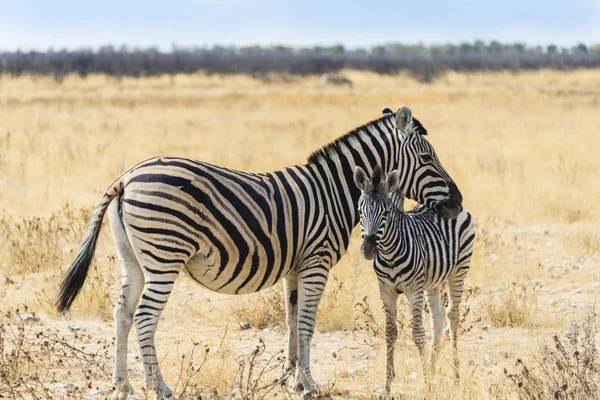 Steppezebra Wild Leven Met Jong Etosha National Park Namibië Afrika — Stockfoto