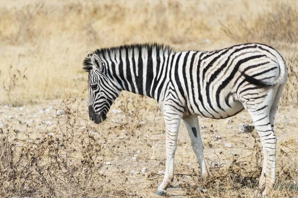 Burchell Fiatal Zebra Vadon Élő Állatok Etosha Nemzeti Parkban Namíbia — Stock Fotó