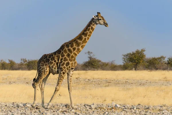 Zsiráf Vadon Élő Állatok Etosha Nemzeti Parkban Namíbia Afrika — Stock Fotó