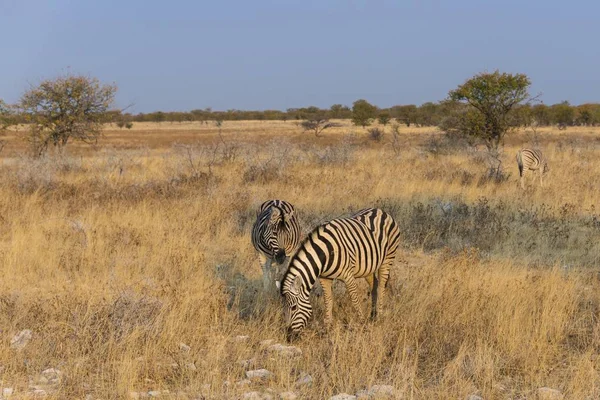 Pettyes Zebrák Vadon Élő Állatok Etosha Nemzeti Parkban Namíbia Afrika — Stock Fotó