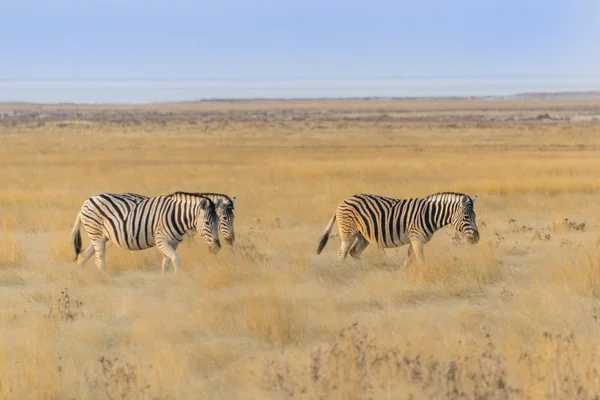 Iki Plains Zebralar Etkin Milli Parkı Namibya Afrika — Stok fotoğraf