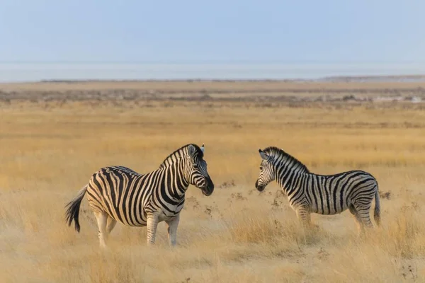 Две Милые Зебры Равнины Национальный Парк Этоша Намибия Африка — стоковое фото