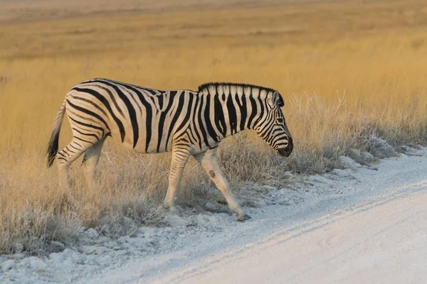 Ovalar Zebra Etkin Milli Parkı Namibya Afrika — Stok fotoğraf