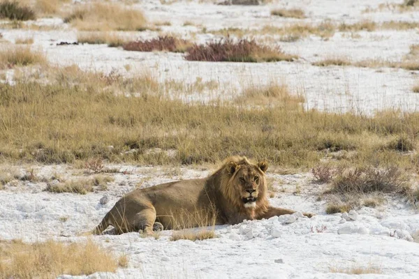 Lion male lion resting with a full stomach on the edge of the Etosha salt pan, Etosha National Park, Namibia, Africa