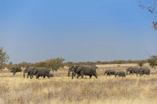 African Elephants Herd Moving Dry Grass Etosha National Park Namibia — Stock Photo, Image