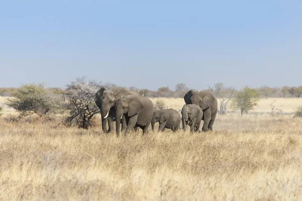 African Elephants Herd Moving Dry Grass Etosha National Park Namibia — Stock Photo, Image