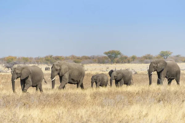 Elefantes Africanos Manada Que Mueve Través Hierba Seca Parque Nacional — Foto de Stock