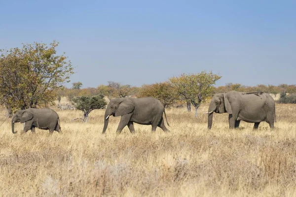 Tres Elefantes Africanos Moviéndose Través Hierba Seca Parque Nacional Etosha — Foto de Stock