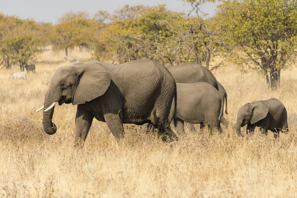 Genç Hayvanlar Kuru Bushland Etkin Milli Parkı Namibya Afrika Dolaşım — Stok fotoğraf