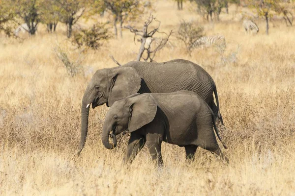 Deux Jeunes Éléphants Afrique Errant Dans Brousse Sèche Parc National — Photo