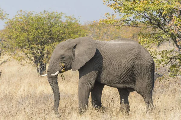 Şirin Afrika Fili Etkin Milli Parkı Namibya Afrika — Stok fotoğraf