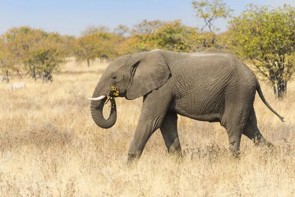 非洲大象穿过干燥的丛林 埃托沙国家公园 纳米比亚 — 图库照片