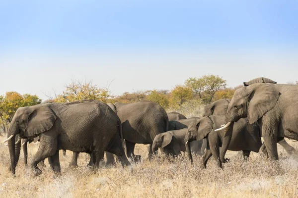 Elefantes Africanos Manada Que Mueve Través Hierba Seca Parque Nacional — Foto de Stock