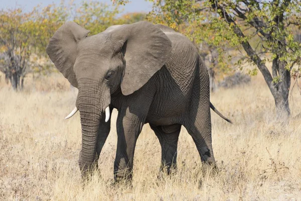 Αφρικανικός Ελέφαντας Σίτιση Εθνικό Πάρκο Ετόσα Στην Ναμίμπια Αφρική — Φωτογραφία Αρχείου