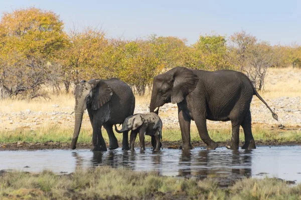 Afrikanische Elefanten Mit Kalb Nach Dem Baden Rietfontein Waterhole Etosha — Stockfoto