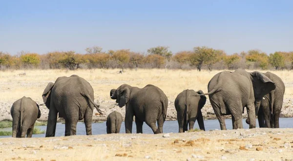 Eléphants Afrique Troupeau Par Derrière Buvant Trou Eau Rietfontein Parc — Photo