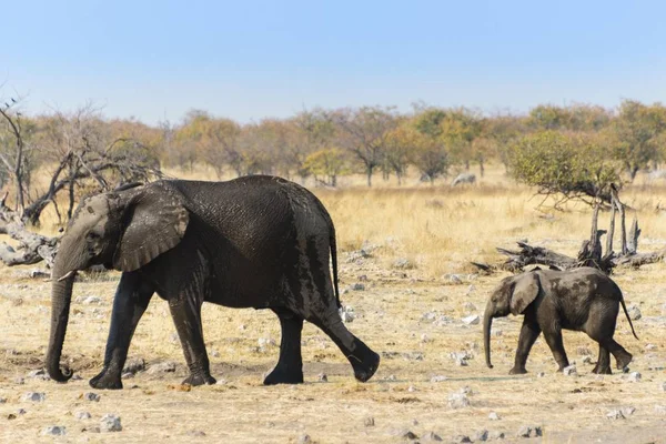 Éléphant Afrique Avec Veau Après Être Baigné Dans Eau Trou — Photo