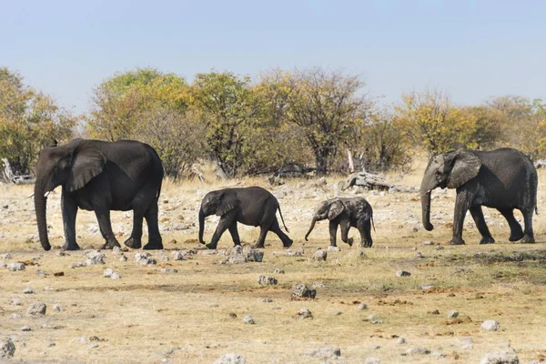 Éléphants Afrique Avec Des Veaux Après Être Baignés Dans Trou — Photo