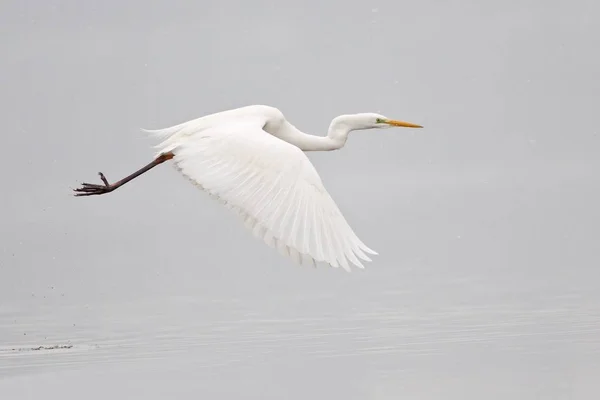 Great Egret Ardea Alba Voo Durante Queda Neve North Hesse — Fotografia de Stock