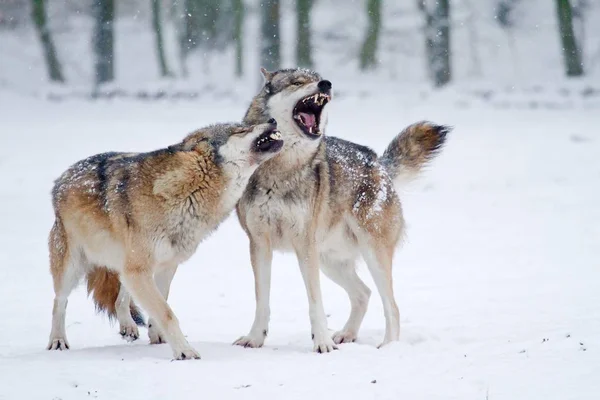 Ουρλιαχτό Λύκου Canis Lupus Χιόνι Έσση Γερμανία Ευρώπη — Φωτογραφία Αρχείου