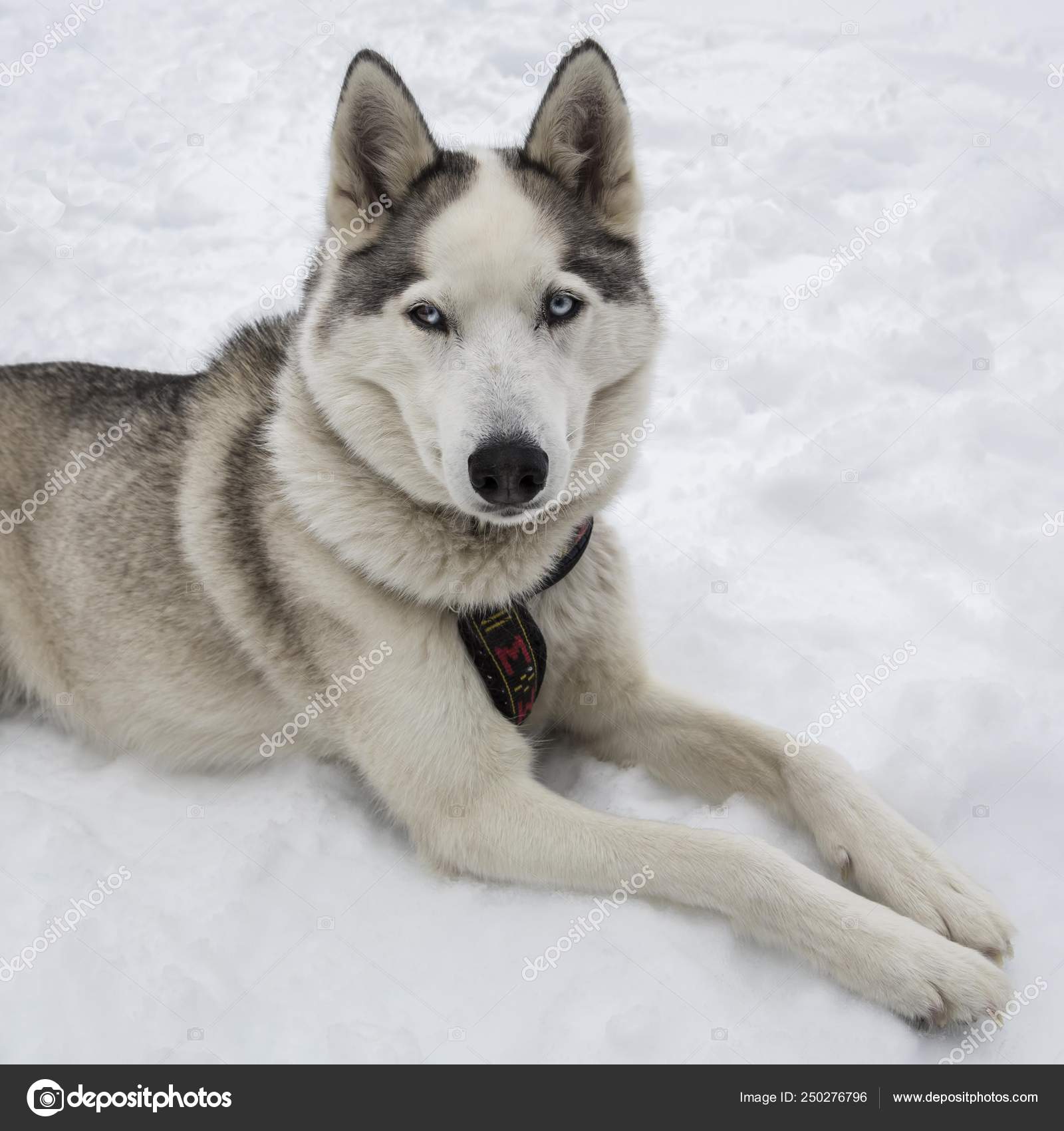 46 192 Siberian Husky Stock Photos Images Download Siberian Husky Pictures On Depositphotos