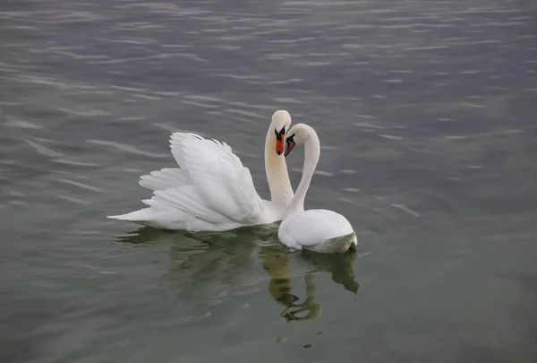 Cygnes Muets Lac Constance Allemagne Europe — Photo