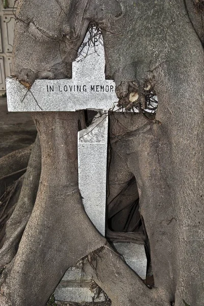 Stary Krzyż Porośnięty Drzewem Cmentarz Archanioła Michała Cemitrio Więc Miguel — Zdjęcie stockowe