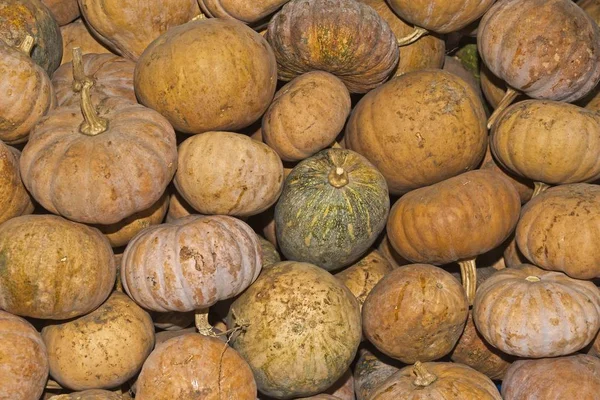 Kürbisse Cucurbita Zum Verkauf Auf Dem Markt Chiang Mai Thailand — Stockfoto