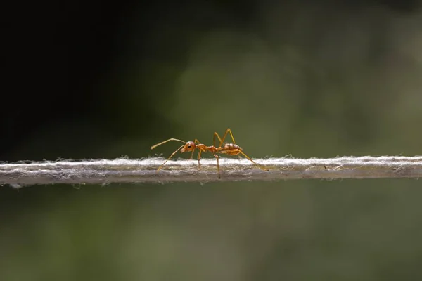 Weberameise Oecophylla Smaragdina Balanciert Auf Einer Schnur Chiang Mai Provinz — Stockfoto