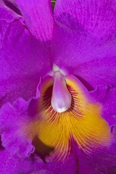 Orchid Cattleya Hybrid Chiang Mai Province Thailand Asia — стокове фото