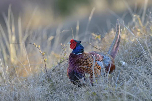 Common Pheasant Phasianus Colchicus Cock Displaying Marram Grass Dunes Texel — 스톡 사진