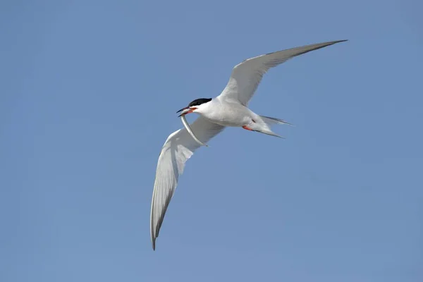 Common Tern Sterna Hirundo Flight Fish His Beak Wagejot Nature — стокове фото