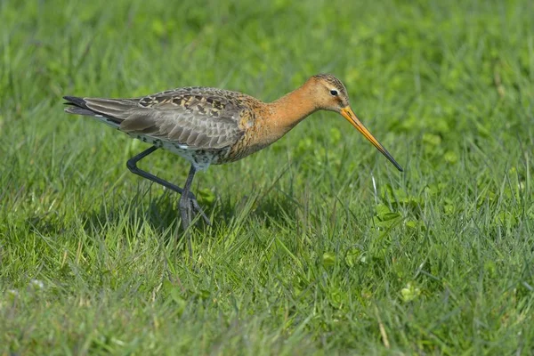 Fekete Farkú Godwit Madár Hím Tenyésztés Tollazat Élelem — Stock Fotó