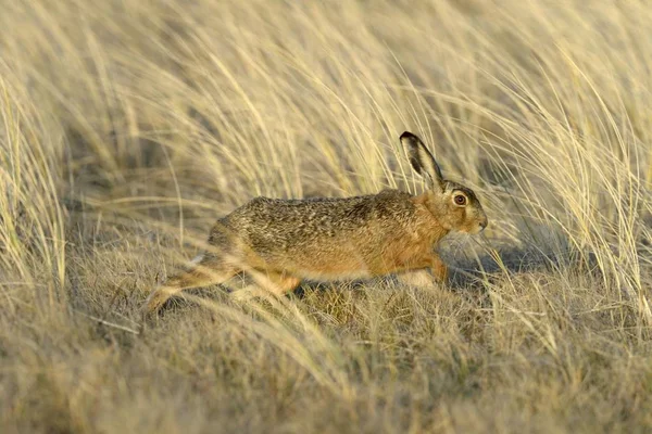 European Hare Lepus Europaeus Running Tall Marram Grass Dunes Texel — Stock Photo, Image