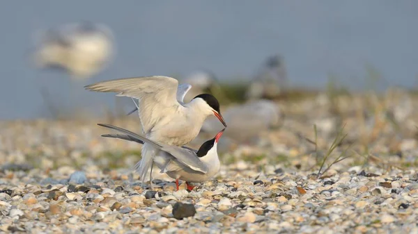 Sternes Pierregarins Sterna Hirundo Couples Accouplant Dans Une Colonie Reproduction — Photo