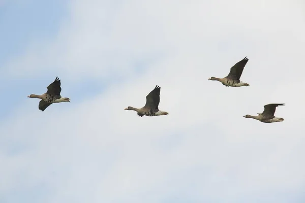 Greater White Fronted Oche Anser Albifrons Volo Bislicher Insel Riserva — Foto Stock