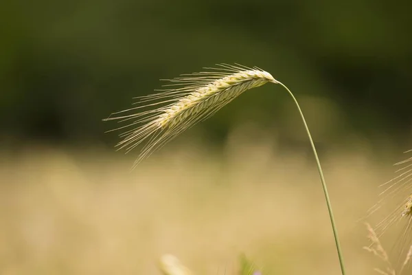 Rye Secale Cereale Ear North Rhine Westphalia Germany Europe — стокове фото