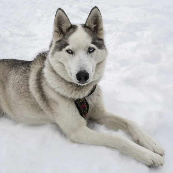 Sibirien Husky Närbild — Stockfoto