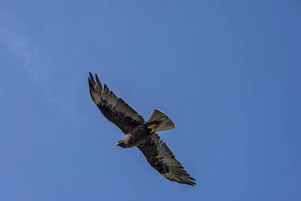 Galapagos Hawk Bird Sky Buteo Galapagoensis Flug Espaola Island Galapagos — Stockfoto