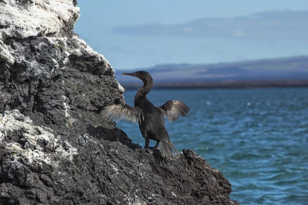 Flightless Cormorant Phalacrocorax Harrisi Elisabeth Bay Isabela Island Galápagos Equador — Fotografia de Stock